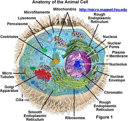 animal cell membrane. animal cell membrane structure. In an animal cell,; In an animal cell,
